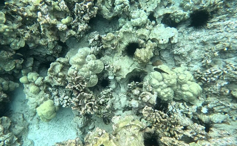 ������������·: [�����Ĵ󵺸�Ǳ Ӣ����] ��˴�����ǱKealakekua Bay Afternoon Snorkel: Family Fun on the Kona Coast